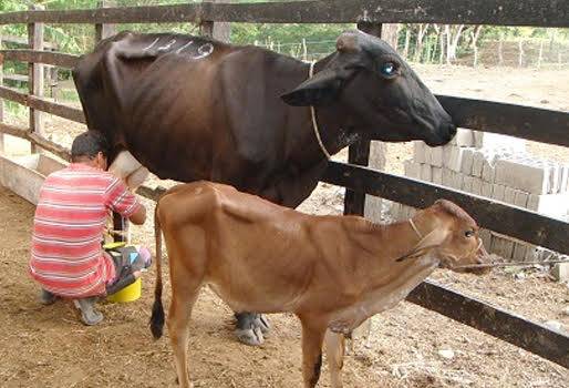 Aguazul, leche a $750, aumentó de 1,25%, no hay quien compre, no aplican bonificaciones, libre de Tuberculosis, libre de Brucelosis, Buenas Prácticas de Ordeño, trajo lecheria de Sogamoso -Boyacá, produce leche 20 años en Casanare, CONtexto Ganadero