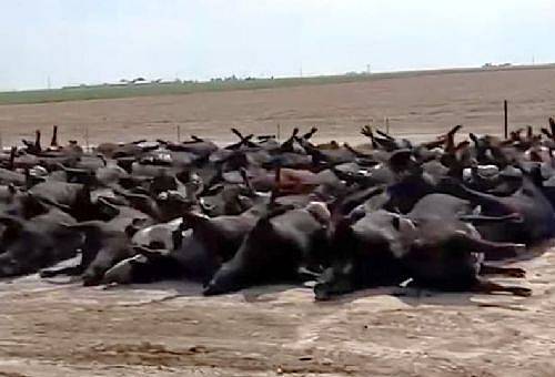 Reses muertas por calor