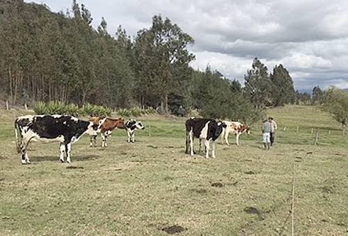 Verano Chiquinquirá 2019, falta de forraje, verano julio 2019, Verano San Miguel de Sema, Verano Chiquinquirá, Ganaderos de Valle de Ubaté y Chiquinquirá, escasez de agua, escasez de pastos, Consecuencias del verano, Problemas de la ganadería en Colombia, Problemas en la ganadería por cuenta del verano, afectaciones verano, afectaciones a ganaderos, CONtexto ganadero, ganaderos colombia, noticias ganaderas colombia