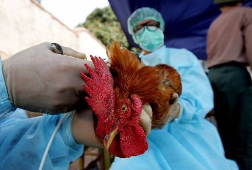FAO, pandemias, Asociación para la seguridad sanitaria mundial, “Proyecto Viroma Global”, CONtexto ganadero, ganadería Colombia, Noticias ganaderas Colombia
