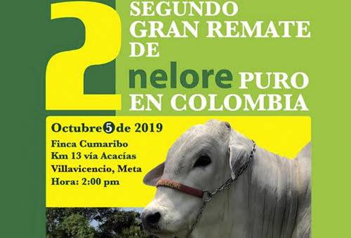 ganaderia, ganaderia colombia, ganaderia colombiana, contexto ganadero, noticias ganaderas, noticias ganaderas colombia, nelore, ganado nelore, nelore villavicencio, nelore puro, remate nelore colombia, villavicencio, alta genetica nelore, mejoramiento genetico nelore, ganaderos, ganaderos colombia
