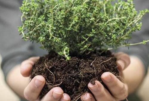 Plantas curan enfermedades bovinas