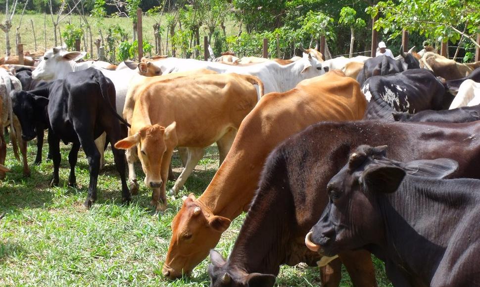El doble propósito como negocio | CONtexto Ganadero