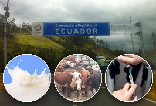 contrabando, contrabando en Nariño, contrabando de ganado en nariño, contrabando desde ecuador hacia colombia,, contrabando de leche desde ecuador, contrabando de queso ecuatoriano, ganado en pie desde ecuador, genética desde ecuador, sagán, ganadería colombia, contexto ganadero, 