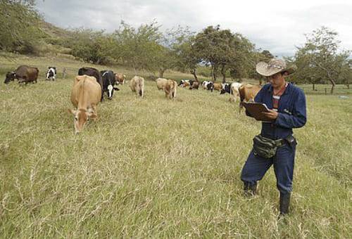 calcular la carga animal en ganadería