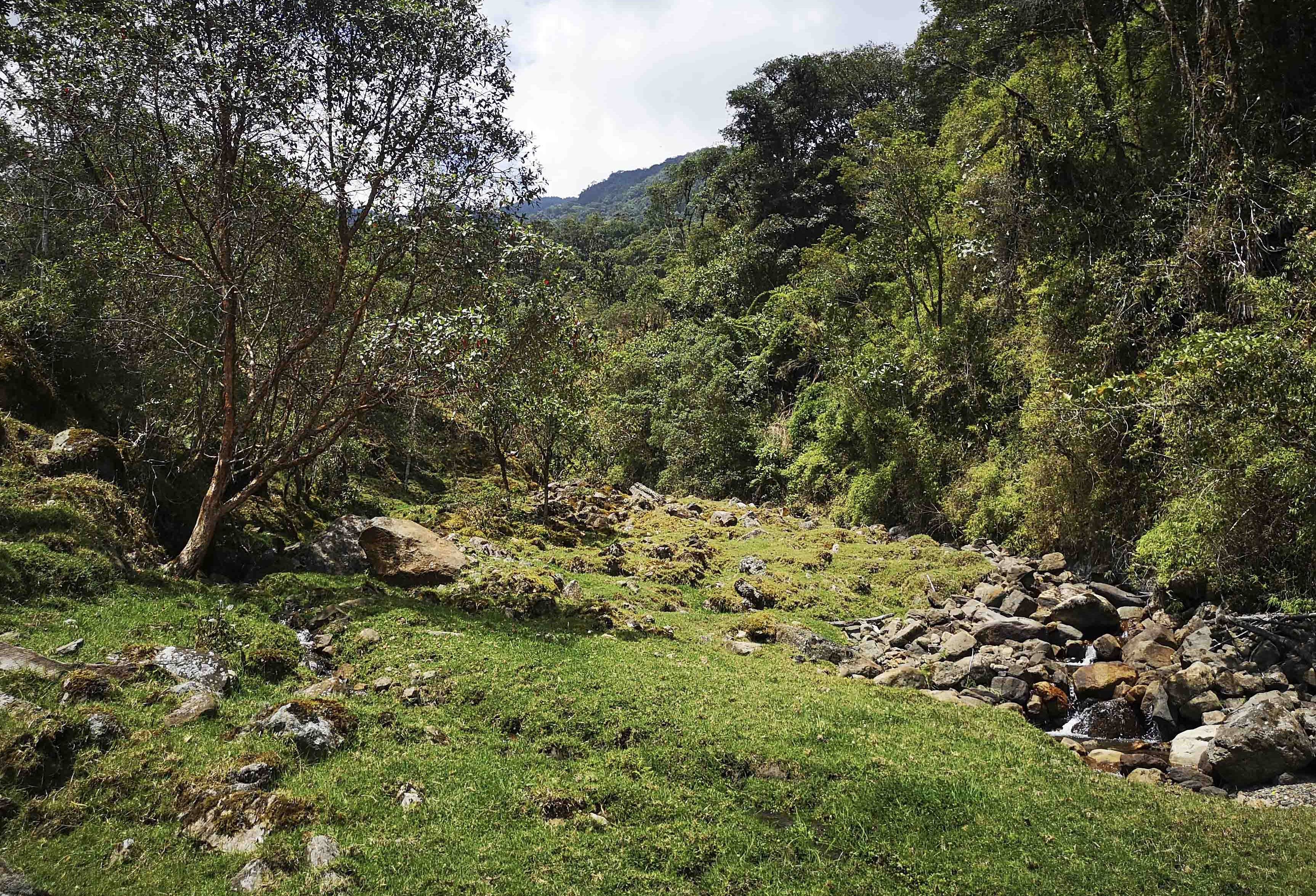 Ganadería, ganadería colombia, noticias ganaderas, noticias ganaderas colombia, CONtexto ganadero, oso andino, CAR, Manta, Machetá, Guatavita, La Calera, ataques de osos a bovinos, ataques de osos a vacas, prevenir ataques de osos, oso andino Colombia, osos en Colombia