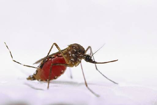 USA, sancudos, armas para combatir los sancudos, entomólogo del ARS José Luis Ramírez, Universidad de Illinois, entomólogo Ephantus Juma Muturi, CONtexto ganadero, ganadería Colombia, Noticias ganaderas Colombia