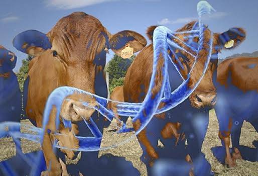  Difícil acceso, pequeños ganaderos, humildes, no tienen instalaciones, inadecuado manejo, selección de vacas, sincronización, inseminación, Mejoramiento genético, CONtexto Ganadero, noticias de ganadería colombiana. 