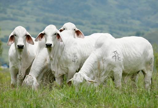 III Prueba Nacional de Desempeño en Pastoreo de Hembras Brahman