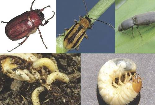 Pastos, plagas, control, reconocer tipo de plagas, forraje, gramillas, pastos, chupadores, cultivos, insectos, comedores de forraje, comedores de raíces, barrenderos, maralfalfa, podosphaera, cogollero, consumirse la hoja, planta, afecta la productividad, CONtexto ganadero, ganaderos Colombia, noticias ganaderas Colombia