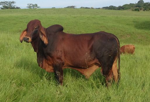 Comercialice ganado gordo en el segundo trimestre del año y ganado de reposición en el tercero. Foto: Nicolás Sierra. Comercialización ganado gordo y de resposición