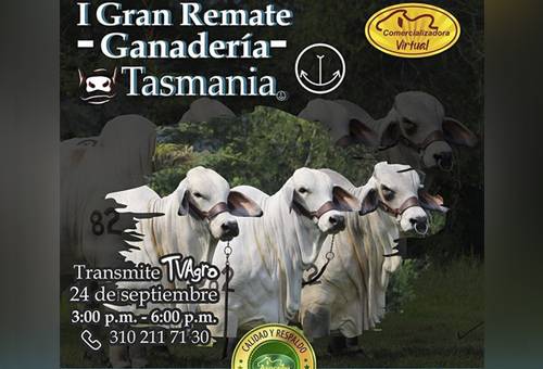 I Gran Remate de Ganadería Tasmania, Remate comercializadora virtual, remates virtuales, subastas colombia, venta de ganado Colombia, venta de ganado cebú en Colombia, remates de ganado cebú, Federación Colombiana de Ganaderos, fedegan, la Asociación Colombiana de Criadores de Ganado Cebú, Asocebú, el canal TV Agro, ganado bovino, ganadería bovina, Ganadería, ganadería colombia, noticias ganaderas, noticias ganaderas colombia, CONtexto ganadero, contextoganadero