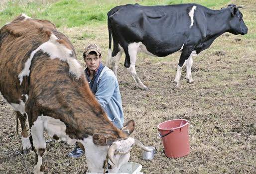 Ganaderos inconformes con precio de leche, trabajan a pérdida, precio estático, llamado a la cadena láctea, beneficio mutuo, no hay defensa al productor, precio es absurdo, insumos aumentan, CONtexto Ganadero, noticias de ganadería colombiana.