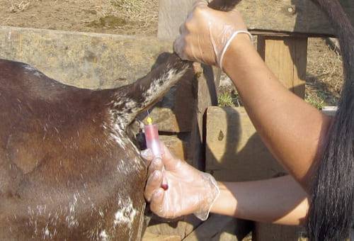 Vaca con brucelosis bovina