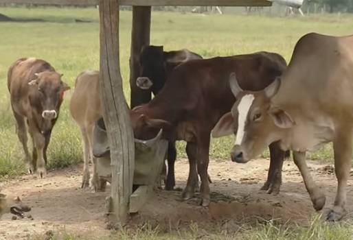 Ganaderos Caquetá 2019, bloqueo vía Panamericana marzo 2019, productores lecheros Caquetá 2019, venta de ganado, venta de ganado Caquetá, venta de ganado gordo Caquetá, ganaderos Caquetá bloqueo 2019, ganaderos Caquetá, paro indígena vía Panamericana 2019, bloqueo vía, comercialización de leche, comercialización ganado, sector ganadero de Caquetá, Ganaderos de Cauca, CONtexto ganadero, ganaderos colombia, noticias ganaderas colombia