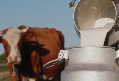 Estas son las fuentes de contaminación de leche en la finca | CONtexto  Ganadero