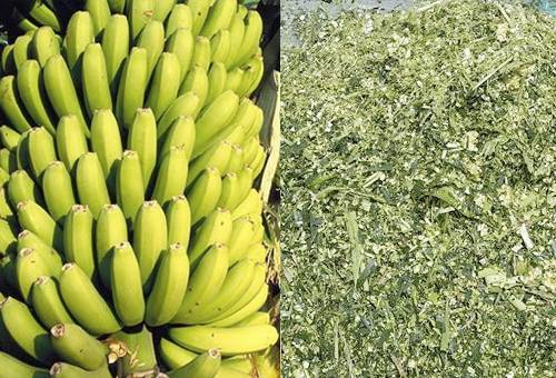 Ensilaje de maíz con banano verde