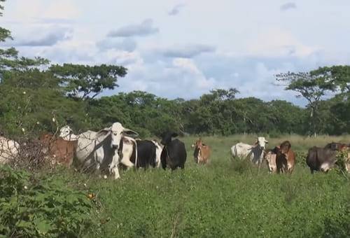 Ganadería regenerativa, rotación de potreros, sanmartinero, Romosinuano, productividad, pastos, Forrajes, Medio Ambiente, mercado, insumos, agroquímicos, clima, resistencia, fertilidad, cría, ceba, engorde, Sol, Agua, nutrición, manejo, descanso, leguminosas, gramíneas, Voisin, altillanura, Ganadería, ganadería colombia, noticias ganaderas colombia, CONtexto ganadero