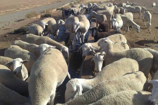 Sacrifican en España 352 animales por foco de Viruela Ovina y Caprina
