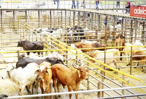 Ganadería, ganadería colombia, noticias ganaderas, noticias ganaderas colombia, CONtexto ganadero, ganaderos suroeste de antioquia, cultura ganadera, cultura ganadera colombia, cultura ganadera antioquia, comercialización de ganado, comercialización de ganado en antioquia, comercialización de ganado suroeste de antioquia, subastas ganaderas, subastas ganaderas suroeste de antoquia, capactaciones virtualidad, ganaderos, ganaderos colombia