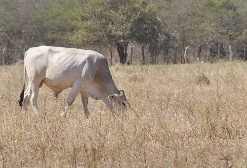 Ganadería, ganadería colombia, Ganadería colombiana, CONtexto ganadero, noticias ganaderas colombia, noticias ganaderas, veranillo de san juan. veranillo, veranillo la guajira, La Guajira, agricultores la guajira, ganaderos la guajira, lluvias poco favorecedoras, lluvias malas, sembrar, semillas, verano la guajira, capacitaciones ganaderos, ganaderos colombia, ganaderos