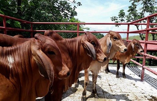 Los productores de Puerto Berrio aún presentan bloqueos en sus predios por descoordinación del inventario ganadero. Foto: Omaira Guisao Ganadería, ganadería colombia, noticias ganaderas, noticias ganaderas colombia, CONtexto ganadero, bloqueos, inventarios, bloqueos de inventarios, bloqueos comercialización bovinos, bloqueos inventario bovino Puerto berrio, ganaderos puerto berrio