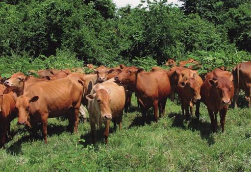 FAO, ganadería, La producción ganadera climáticamente inteligente, contribución de la ganadería  a la oferta mundial de calorías y proteínas, oferta mundial de calorías y proteínas, La contribución que hace el ganado,  cambio climático Ganadería, ganadería colombiana, noticias ganaderas, noticias ganaderas Colombia, CONtexto ganadero 