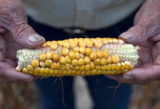 Producción maíz Colombia