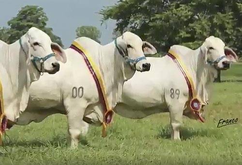 genética Brahman gris puro, Semillas de la Vittoriana, Ganadería La Vittoriana, embriones Brahman puro
