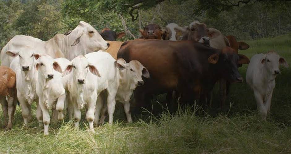 ganaderia, ganaderia colombia, ganaderia colombia, contexto ganadero, noticias ganaderas, noticias ganaderas colombia, cria, incentivar la cria, mejoramiento genetico de la cria, la cria en colombia, criar animales, crias ganado bovino, ganaderos, ganaderos colombia