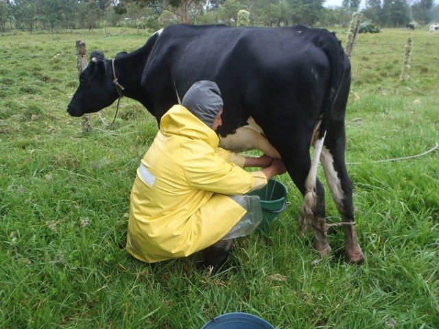Ganaderos de nariño