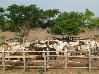 En total, se entregaron 1.130 reses a 226 familias campesinas del sur del departamento. Foto: Gobernación. Repoblamiento bovino