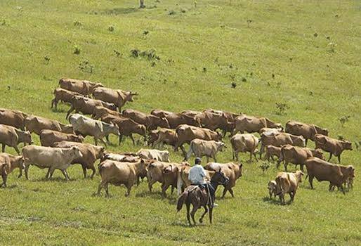Obtener mayor ganancia, reducir costos, eliminar fertilizantes, descanso de pastos, biotipo animal, adaptación, menor producción, cruces de razas, no imitar modelos americanos, CONtexto Ganadero, noticias de ganadería colombiana. 