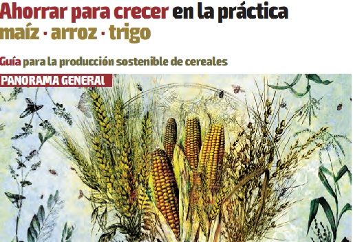 “Ahorrar para crecer” en la práctica: maíz, arroz y trigo | CONtexto ...