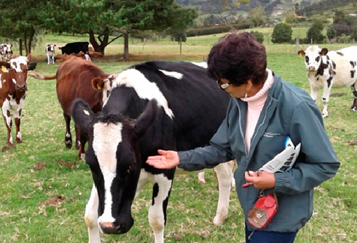 “Uso la medicina homeopática en el ganado, pero cumplo con la vacunación oficial", María Elena García, hato libre de brucelosis, libre de tuberculosis, Tecnigan, proyecto silvopastoril, finca Las Elenas, certificación en BPG, calidad, segundo ciclo de vacunación, orientación del Tecnigan, organización, registros de producción, toma de decisiones, organización administrativa, respeto por medio ambiente, barreras rompevientos, cerca vivas, siembra de árboles, lombricultivo, hacer suelos, cuidar la mater