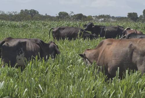 La Fazenda, riego, tecnología de punta, pastoril, porcicultura, Producción lechera, sala de ordeño, suplementación, forraje, estiércol, sostenibilidad, AMBIENTE, social, Girolando, fertilización, animales, destetos, ciclo productivo, levante, preñez, etapa productiva, terneras, novillas, lactancia, vacas, concentrado, productividad, malla, Pivote, terneril, Ganadería, ganadería colombia, noticias ganaderas colombia, CONtexto ganadero