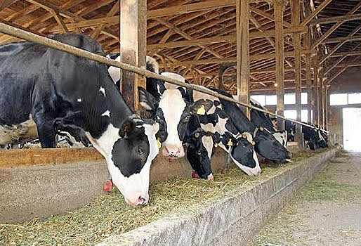 Maestría en Agropecuaria Mención en sistemas de Producción de Rumiantes