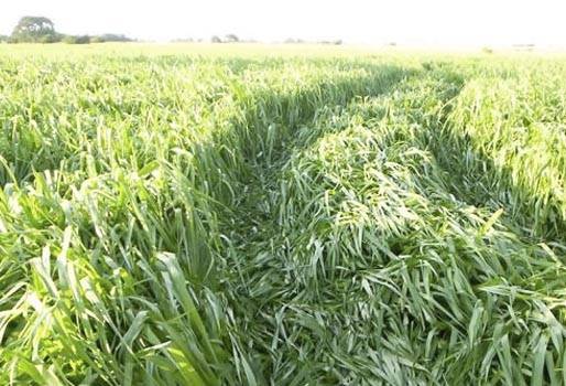 Pasto Toledo, Brachiaria brizantha Toledo, pasto Toledo contenido de proteína cruda, propiedades pasto Toledo, forraje Pasto Toledo, gramínea Pasto Toledo, propiedades nutricionales Pasto Toledo, formas de suministrar el pasto Pasto Toledo al ganado, ventajas del Pasto Toledo, problemas del Pasto Toledo, parámetros productivos del Pasto pará, CONtexto ganadero, ganaderos colombia, noticias ganaderas Colombia  
