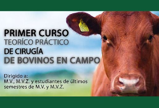 Es el primer curso teórico práctico en cirugía de bovinos que ofrecen el Comité de Ganaderos y de Cebuistas del Centro de Risaralda. Foto: Cortesía Curso de cirugía en bovinos, transferencia de conocimiento, medicina interna, fincas ganaderas, médicos veterinarios, cirugía en campo,