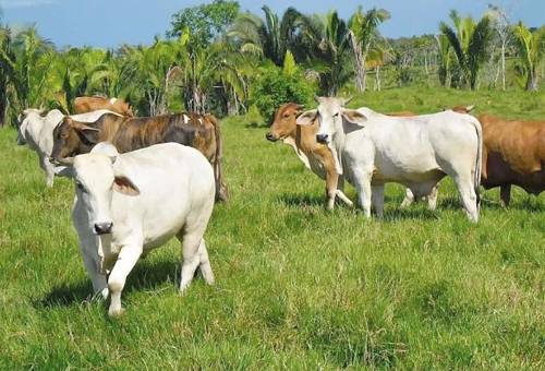 Ganadería, ganadería colombia, Ganadería colombiana, CONtexto ganadero, noticias ganaderas, noticias ganaderas colombia, sistema silvopastoril, gaanderis sostenible, captura de carbono, ganadería colombiana sostenible, ganaderos, ganaderos colombia