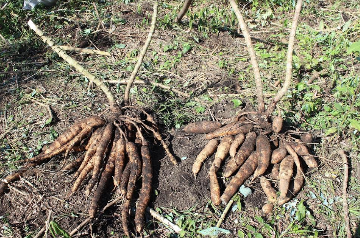 yuca Colombia variedades