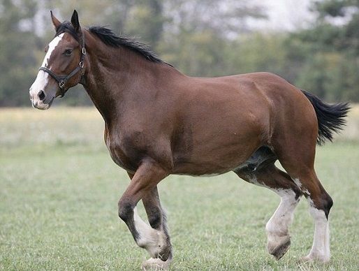 En el evento va a estar Poe, el caballo más grande del mundo. Foto: caconi.com. feria agropecuaria de la salle, feria en la salle, universidad de la salle, inauguración centro agropecuario de la salle, contexto ganadero, ganadería colombia