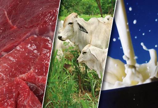 Ganaderia sostenible carne y leche