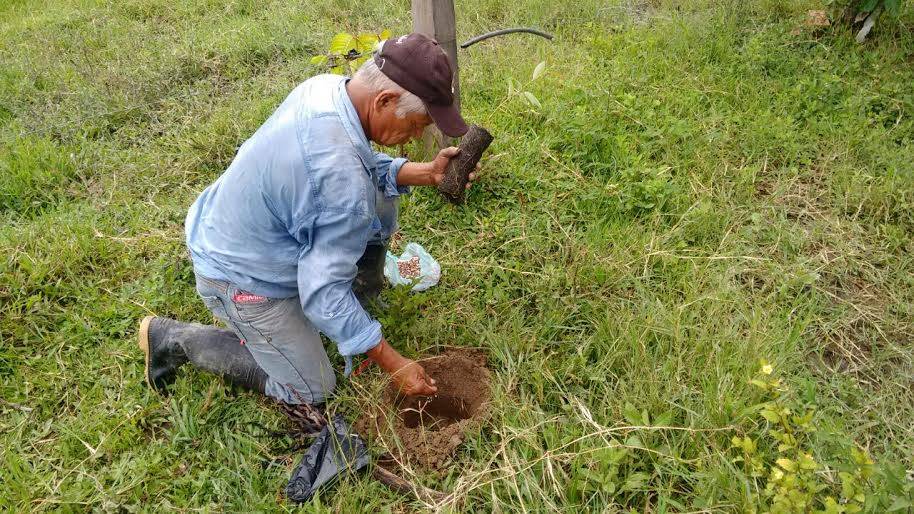 ganadería colombiana sostenible, ganadería colombiana sostenible noticias, proyecto ganadería colombiana sostenible, ganadería colombiana sostenible cifras, árboles, ganadería colombiana sostenible, ganadería colombiana sostenible regiones, contexto ganadero, ganadería colombiana sostenible fedegán