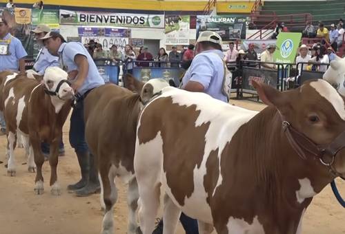 Primera feria nacional simmental