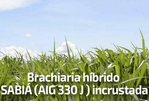 Bracharia Híbrido Sabia AIG 330J, bracharia AIG 330J, semilla incrustada, capacitación, capacitación en línea, capacitación online, fedegan, TVGAN, Colombia, Fedegán capacitación, capacitación Facebook Live, Sáenz Fety, pastos para clima cálido, nuevo pasto, formación ganaderos, capacitación ganaderos, capacitación ganadería, CONtexto ganadero, ganaderos colombia, noticias ganaderas colombia