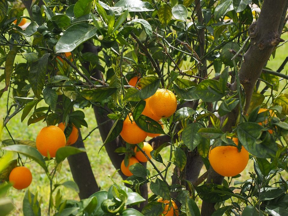 ganadería, ganadería colombia, noticias ganaderas, noticias ganaderas colombia, contexto ganadero, Índice de Resiliencia Agroecosistémico, IRAg, Citrus sinensis L. Osbeck, Mundo-Naranjas-Análisis de mercado, pronóstico, tamaño, tendencias y perspectivas, Ministerio de Agricultura, naranja, limón, mandarina, toronja, tangelo, pomelo, lima, José Alejandro Cleves Leguízamo, doctor en Agroecología de la Universidad Nacional, Instituto de Estudios Ambientales, IDEA,