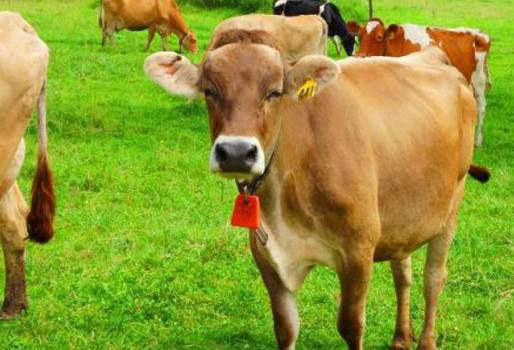 campana para la vaca, Campanas vacas, cencerros vacas, fabricante de cencerros, fábrica de cencerros vacas, taller campanas vacas, fabricante campanas vacas, fabricante cencerros Cundinamarca, fabricante cencerros Villagómez, CONtexto ganadero, ganaderos colombia