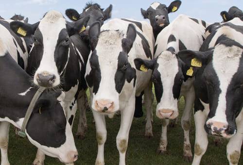 diagnóstico, gestación temprana, Reproducción Bovina, lactaciones, curvas de producción, manejo nutricional, confort, salud, Genética, vaca, ciclo productivo, producción eficiente, rentabilidad, fertilidad, ovocitos, semen, toro, Inseminación, sistema reproductivo, endocrinológico, hormonas, patógenos invasores, útero, cuernos uterinos, ovarios, agente infeccioso, tasa de preñez al primer servicio, producción de leche, Ganadería, ganadería colombia, noticias ganaderas colombia, CONtexto ganadero