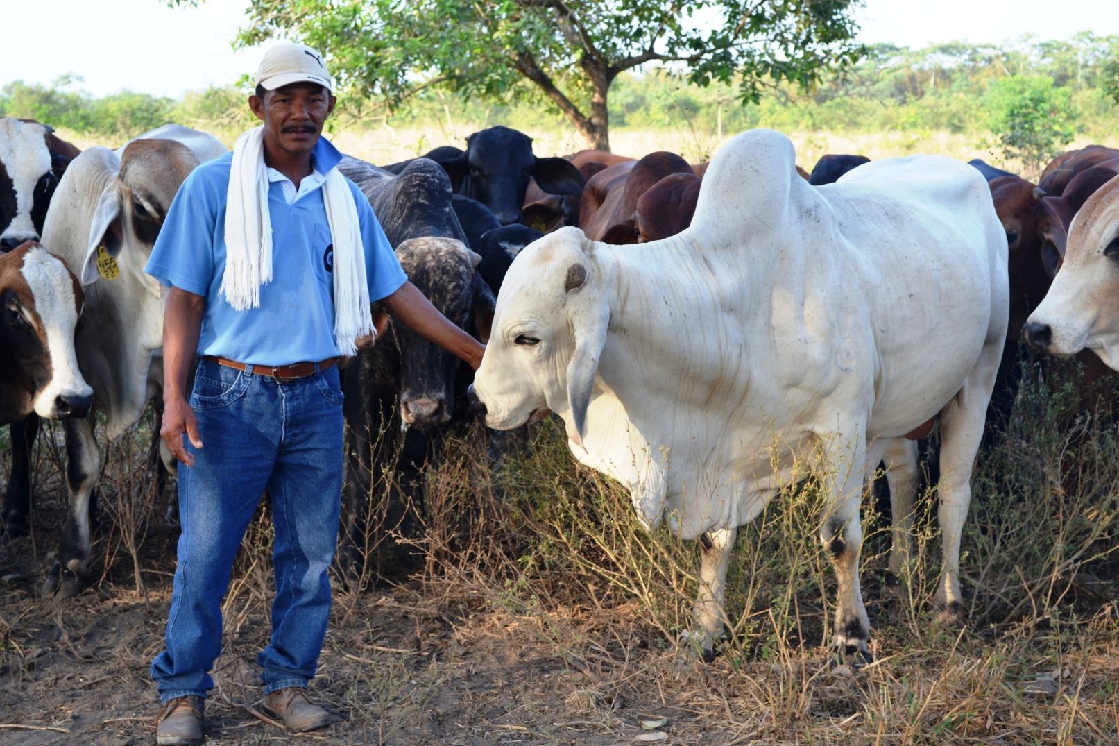 Luis Miguel Tapia, operario de ganado en el Centro de Investigación Caribia de Corpoica, en el Magdalena, adora a este cebú, pero ya lo apartó del lote para su sacrificio. Foto: Corpoica. Luis Miguel Tapia